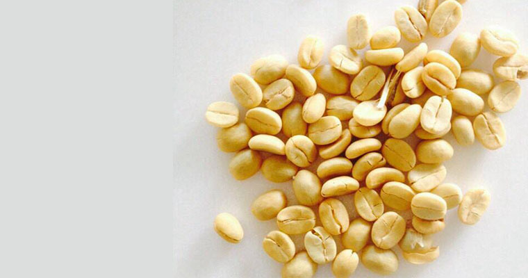 「神木春咖啡」-來自信義鄉神木村的新鮮當季時令生豆。「凹賽旅店」